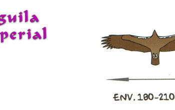 02.1-Aguila-Imperial 02.1-Aguila-Imperial
