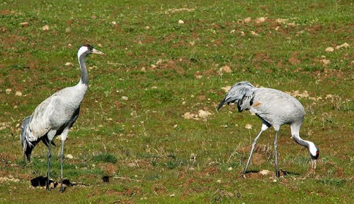 Grullas en Extremadura