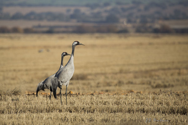 Grullas en Extremadura