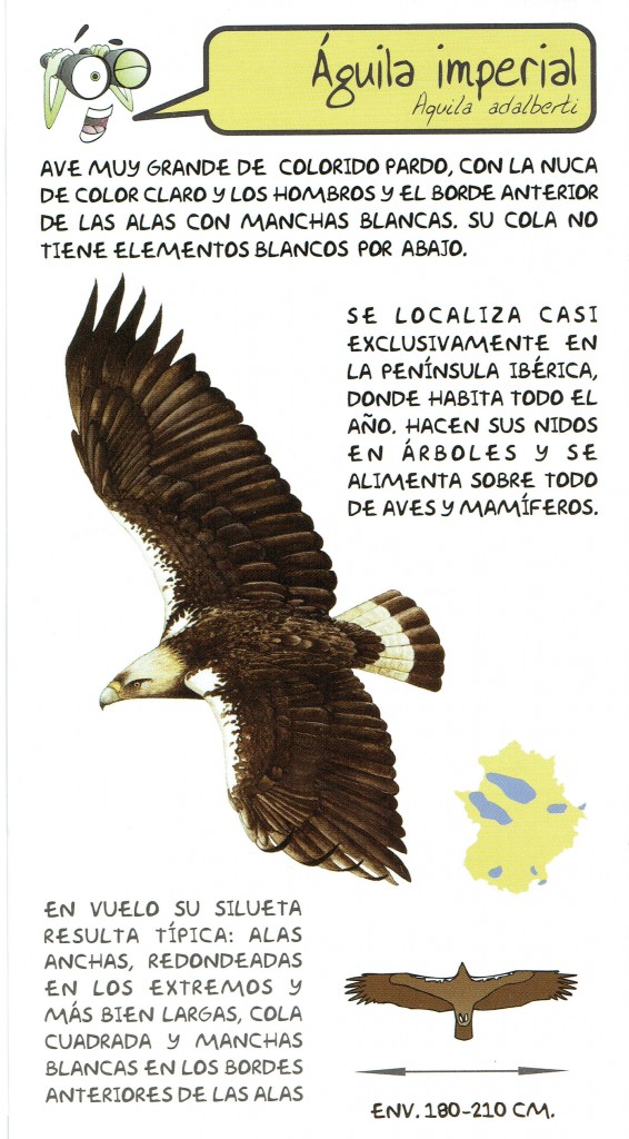 Aves en Extremadura Águila Imperial - Casa Rural Casa del Conde